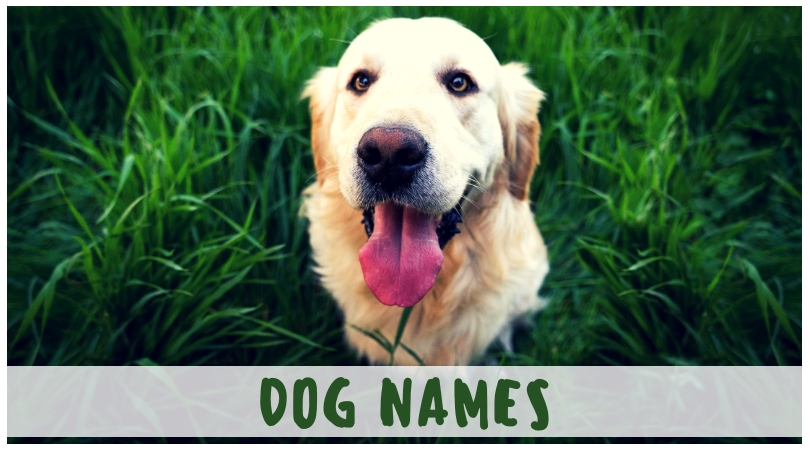 Choosing the right name for your dog - Amoato Web